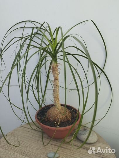 Нолина(слоновья нога)