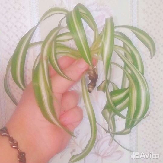 Кучерявый хлорофитум 