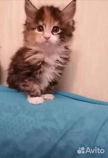 Мейнкуны полосатые тигрятки