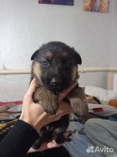 Немецкая овчарка