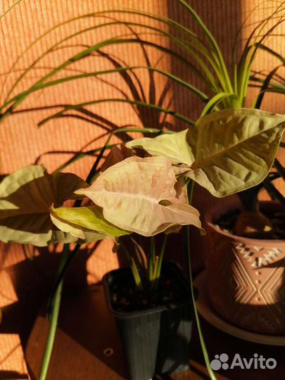 Ароидные растения