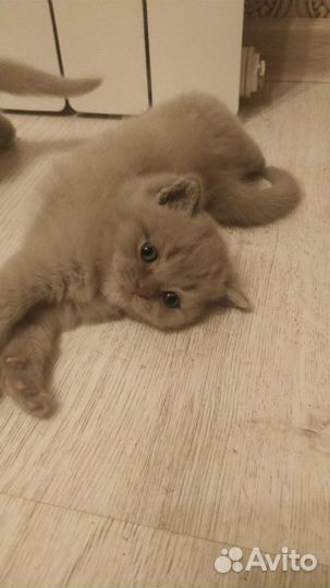 Британские короткошёрстные котята