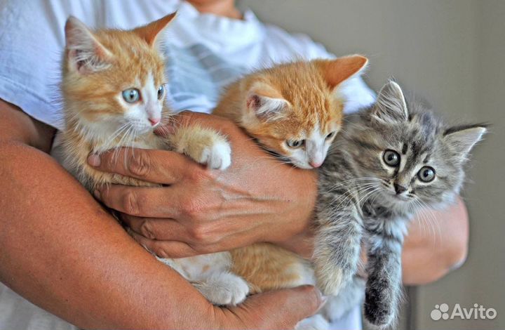 Котятки-малыши ищут семью