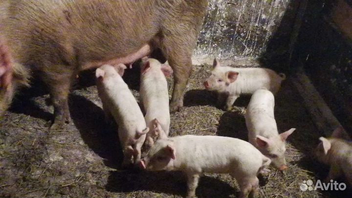 Белый русский