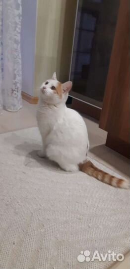 Котики