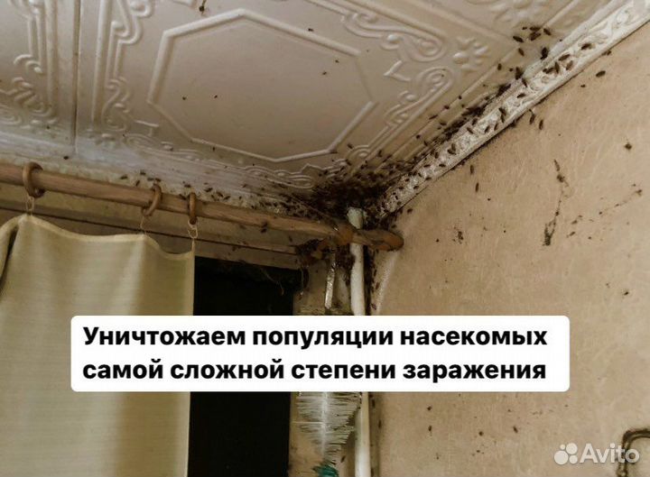 Уничтожение клопов, травить тараканов