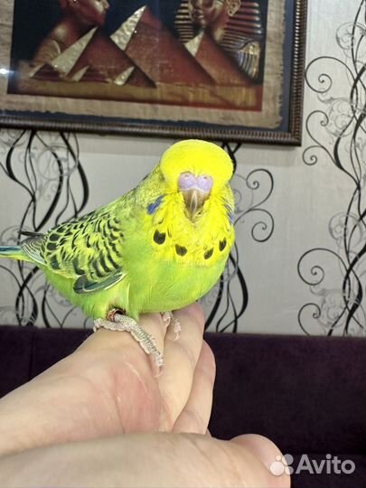 Выставочные волнистые попугаи (ввп, Чех)