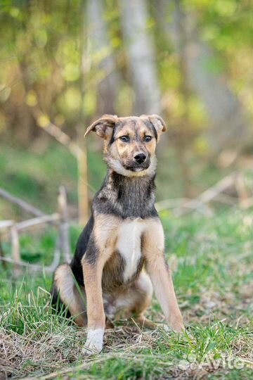 Щенок мальчик 5 месяца