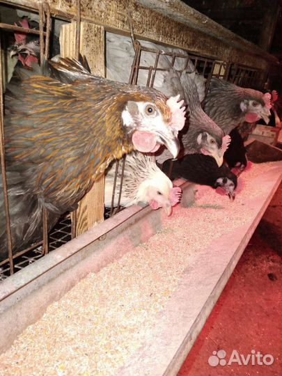 Куры несушки 5.5 мес
