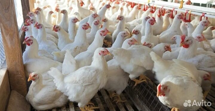 Куры бройлеры живым весом