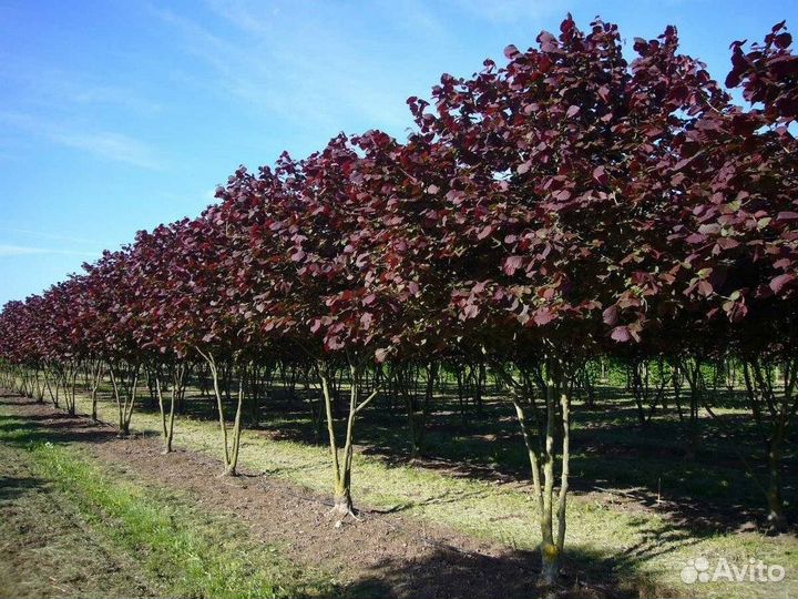 Фундук краснолистный, на посадку