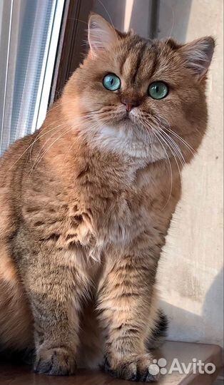 Передержка кошек на время отпуска