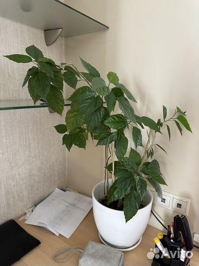 Комнатеые растения