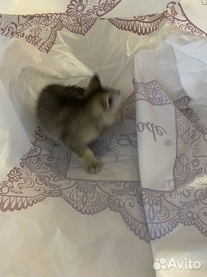 Британская кошка