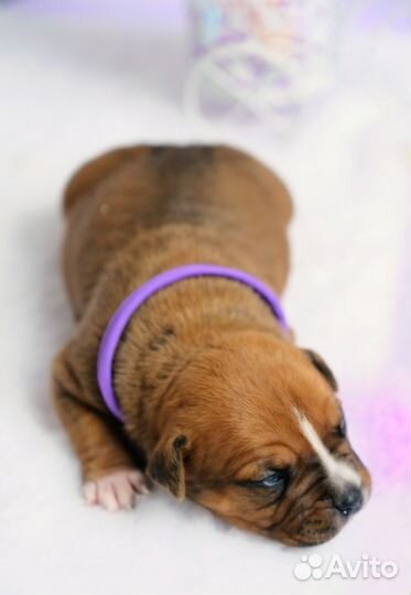 Мальчик-красавчик