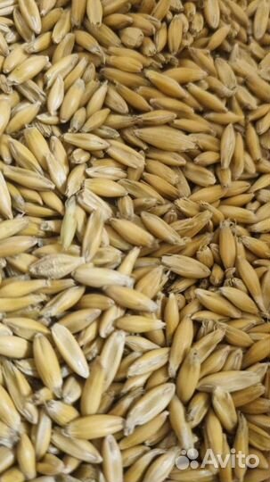 Овес в оболочке