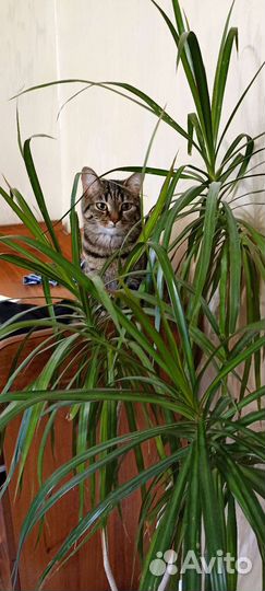 Коты бесплатно