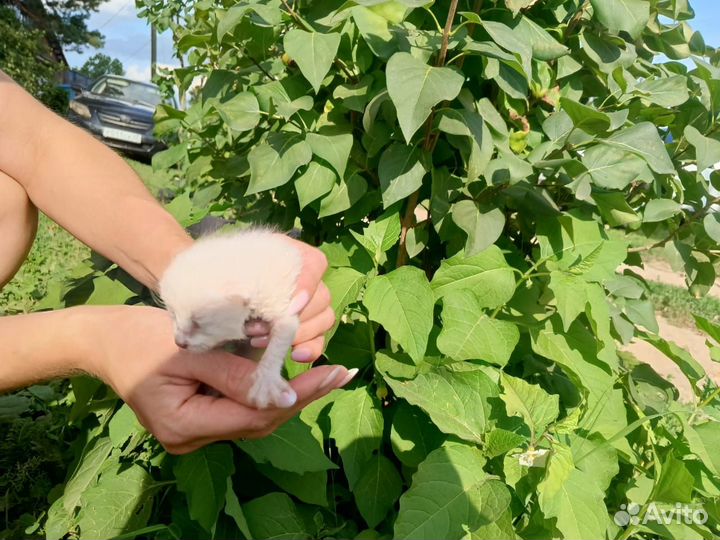 Котята в добрые руки бесплатно