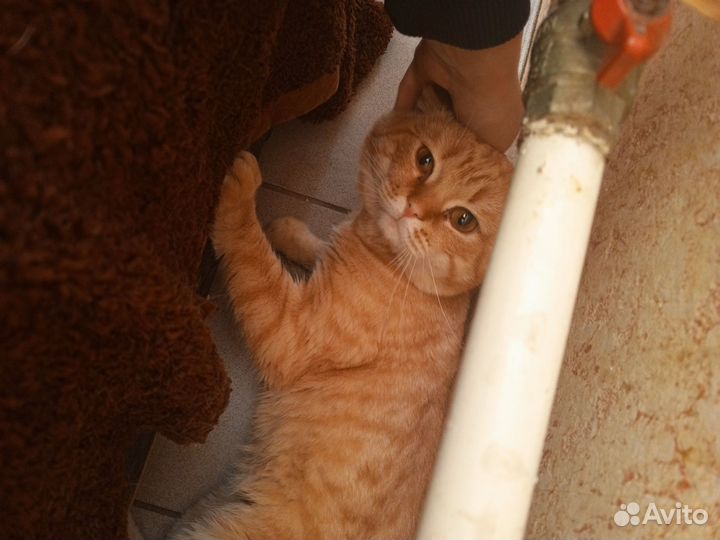 Рыжий кот