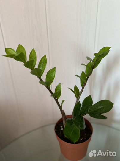 Замиокулькас зензи