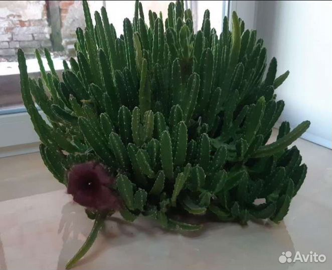 Стапелия, глоксиния