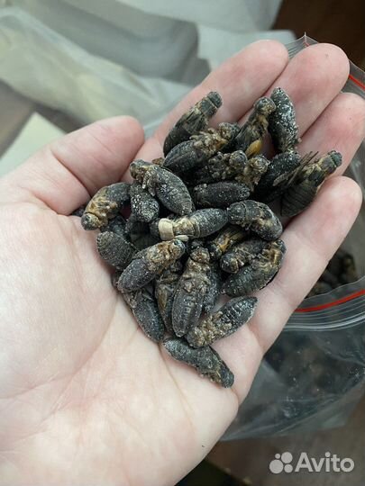 Замороженные сверчки, кальций с D3