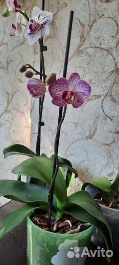 Орхидея фаленопсис