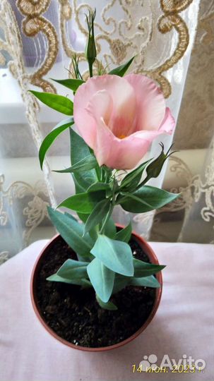 Эустома цветущая в горшке