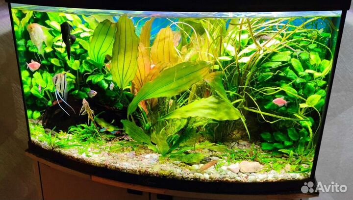 Чистка аквариума под ключ