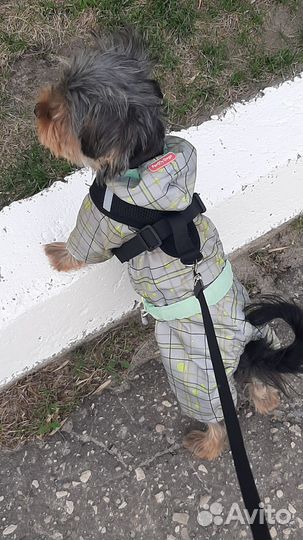 Одежда для собак мелких пород