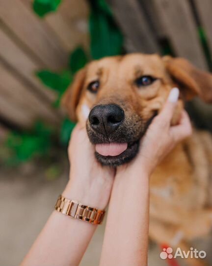 Собака в добрые руки