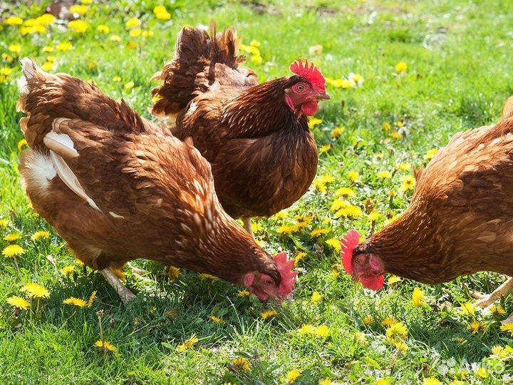 Куры несушки