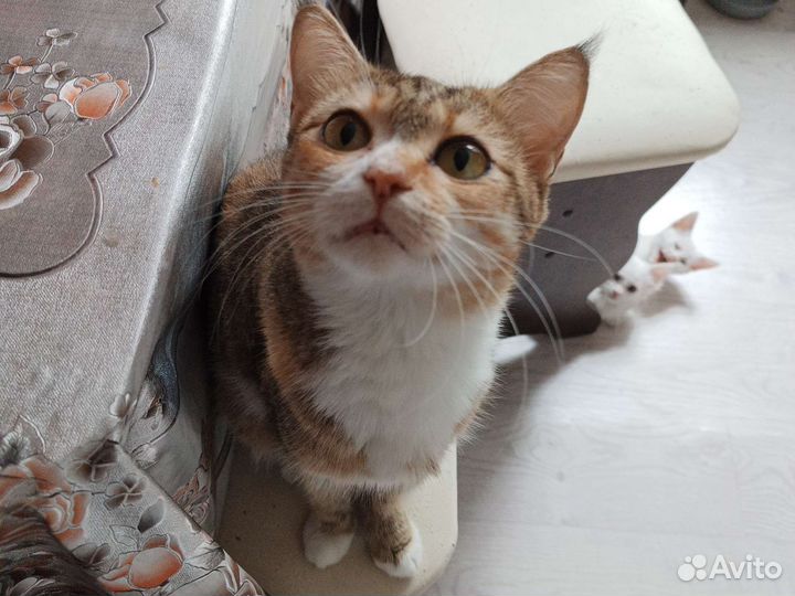 Котята в дар