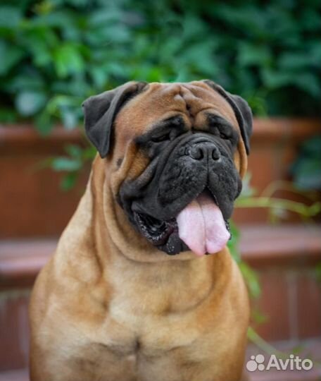 Щенки бульмастифа