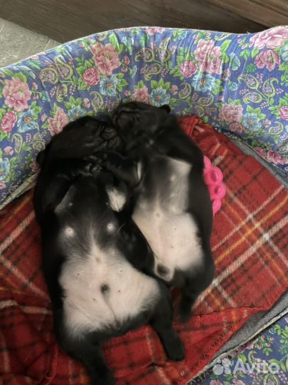 Щенки мопса черные