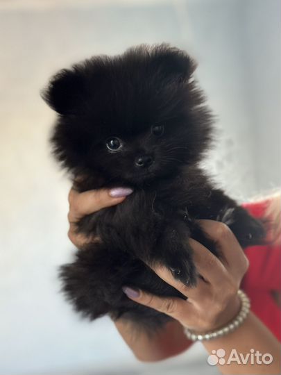 Померанский шпиц