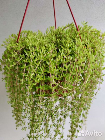 Седум лозовидный