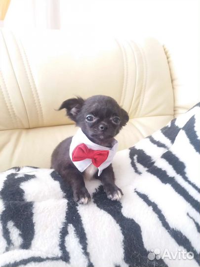 Чихуахуа породные курносые