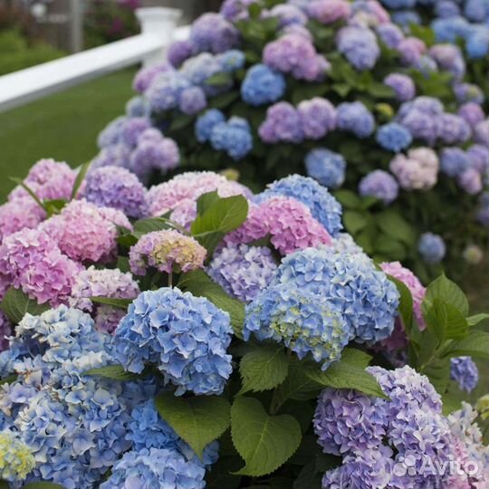 Гортензия бесконечное лето