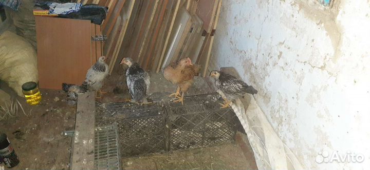 Куры цыплята