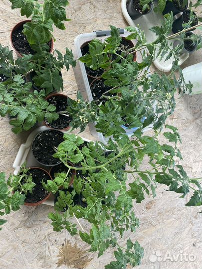 Рассада помидор