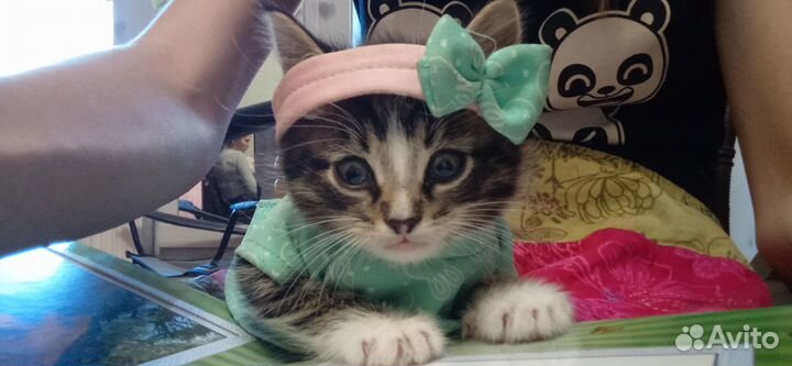 Котенок мальчик бесплатно. Возраст 1 месяц