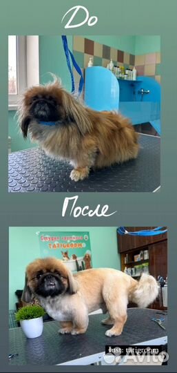 Стрижка собак (груминг)