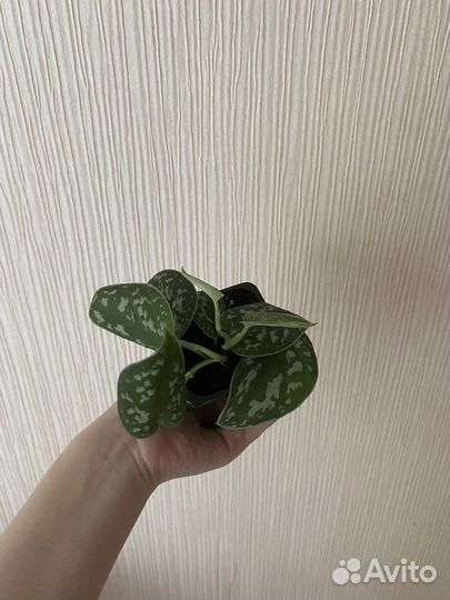 Сциндапсус пиктус