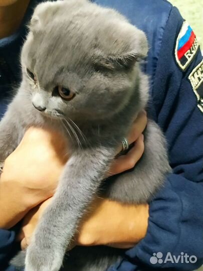 Британский кот