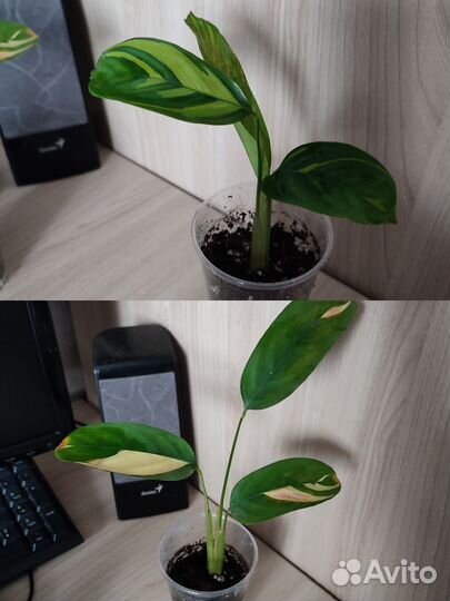 Комнатные цветы