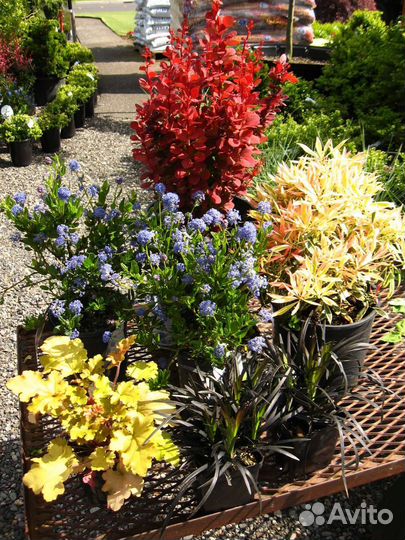 Барбарис Оранж рокет