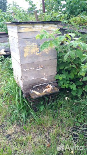 Улей с пчелами