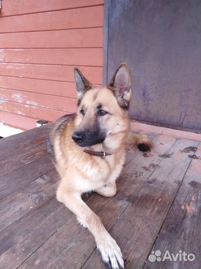 Найдена собака