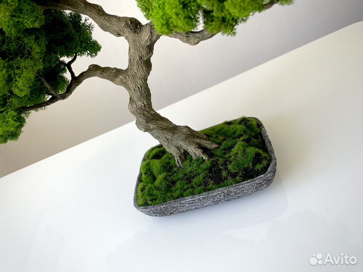 Бонсай Рорин